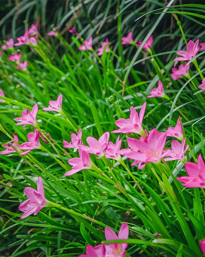 Rain Lily – Zephyranthes Rosea