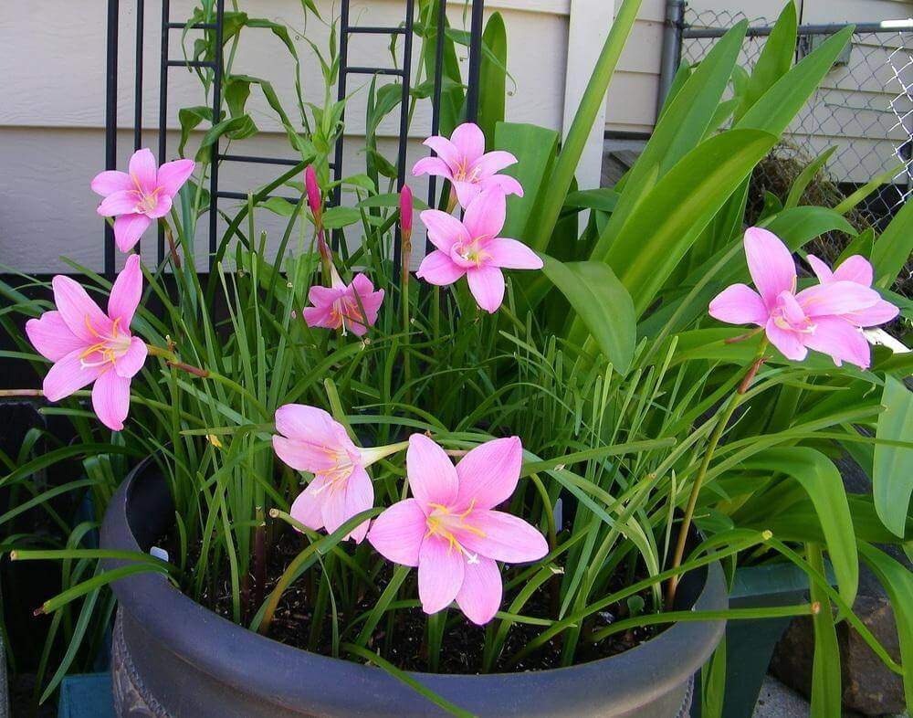 Rain Lily – Zephyranthes Rosea
