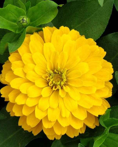 Zinnia