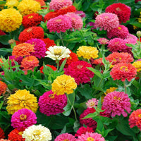 Zinnia