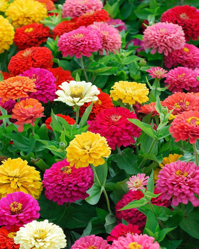 Zinnia