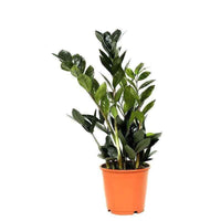 Raven ZZ Plant