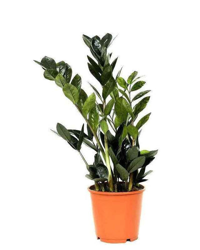 Raven ZZ Plant