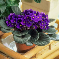 African Violets