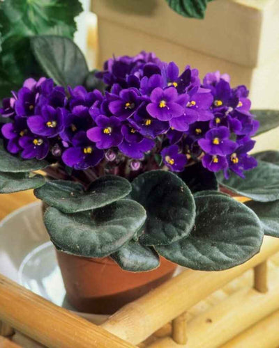 African Violets