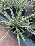 Agave Americana Marginata