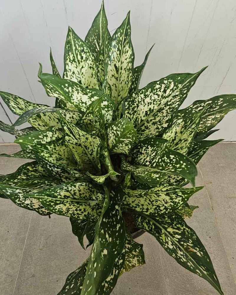 Aglaonema