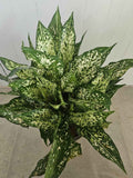 Aglaonema