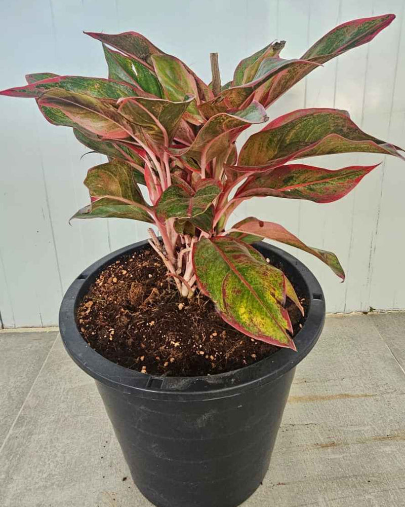 Aglaonema Pink