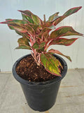 Aglaonema Pink