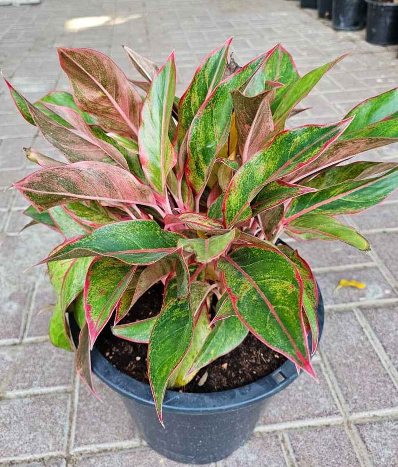 Aglaonema Pink