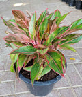 Aglaonema Pink