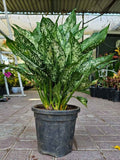 Aglaonema