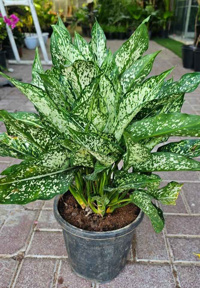 Aglaonema