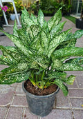 Aglaonema