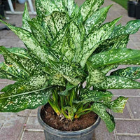 Aglaonema Snow White