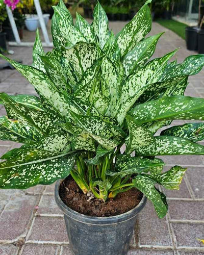Aglaonema