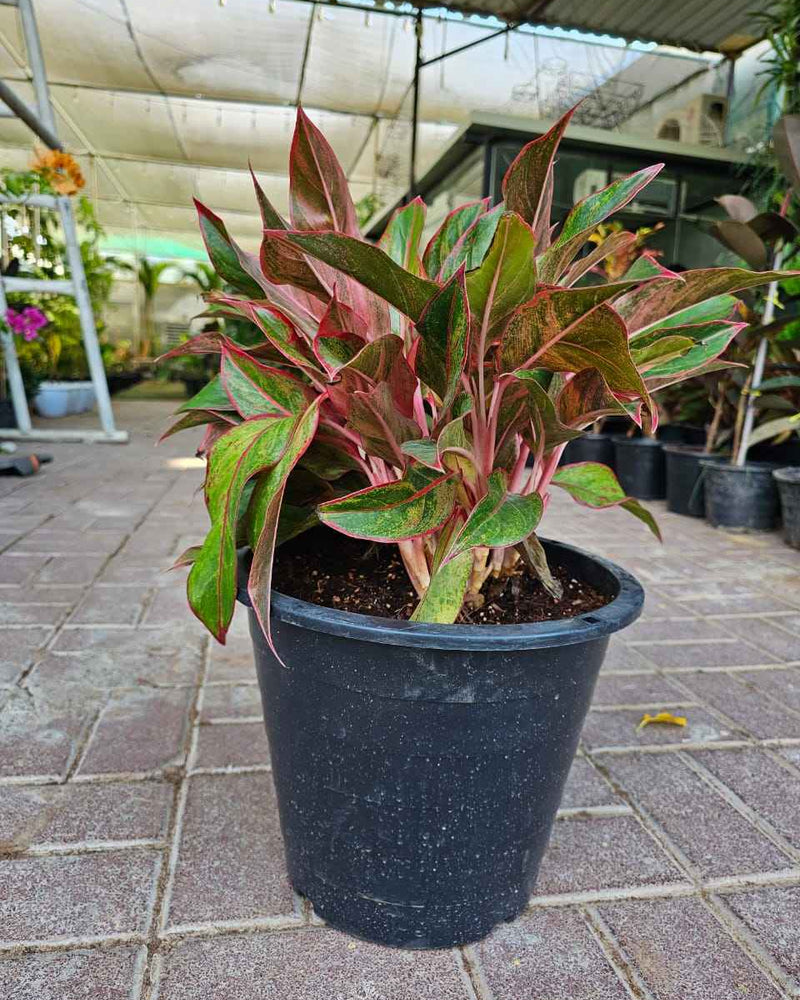 Aglaonema Pink