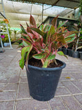 Aglaonema Pink