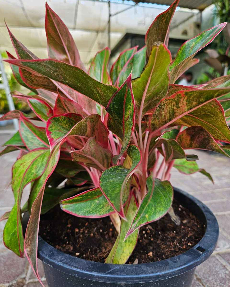 Aglaonema Pink