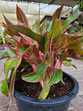 Aglaonema Pink