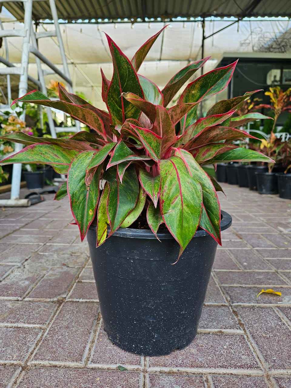 Aglaonema Pink