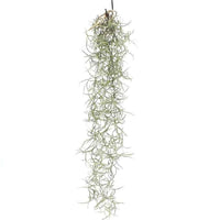 Spanish Moss (Tillandsia Usneoides) – Hanging Air Plant