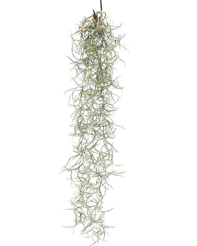 Spanish Moss (Tillandsia Usneoides) – Hanging Air Plant
