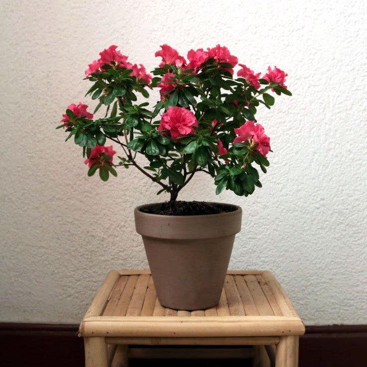 Azalea – Rhododendron Simsii