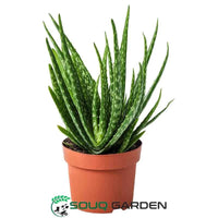 Aloe Vera Plant Dubai & UAE | Buy Online – Souq Garden