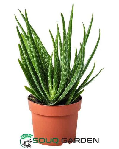 Aloe Vera plant in terracotta pot for sale in Dubai UAE - Souq Garden