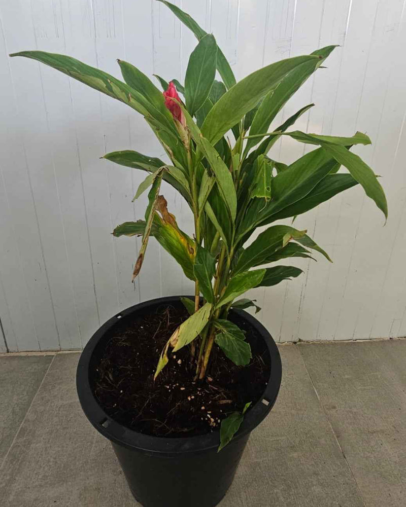 Alpinia purpurata