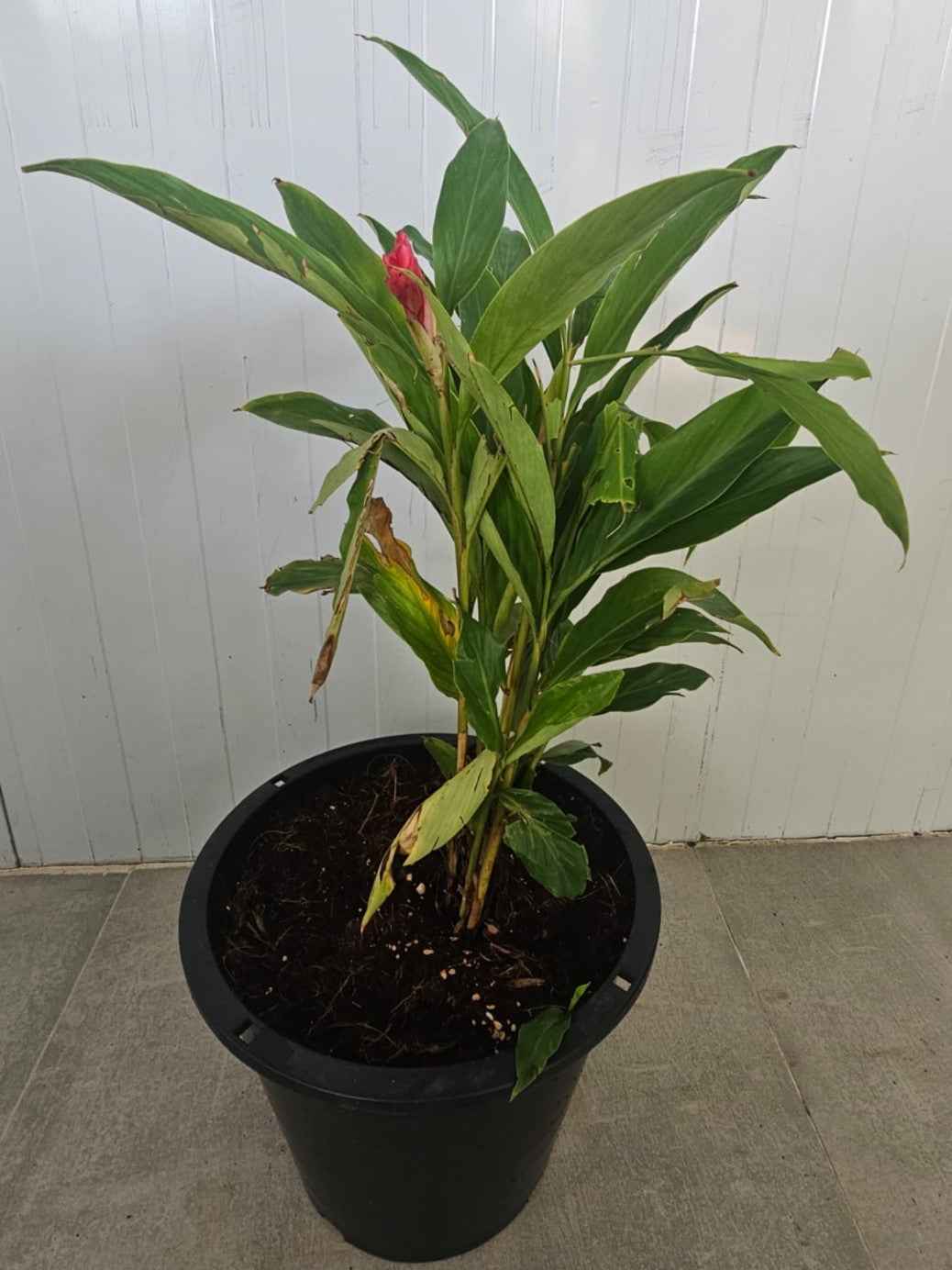 Alpinia purpurata