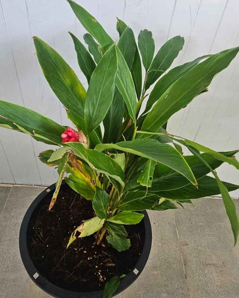 Alpinia purpurata