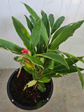 Alpinia purpurata