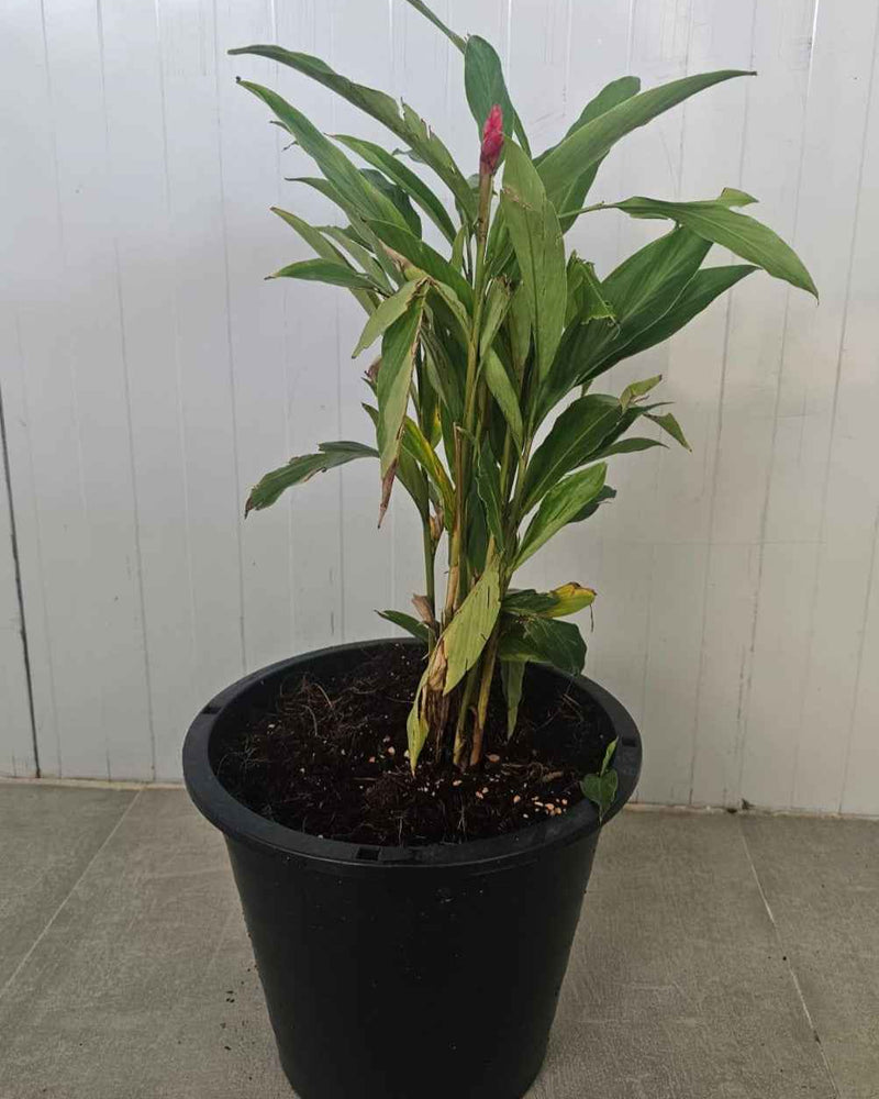 Alpinia purpurata