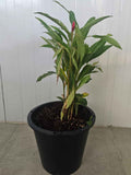 Alpinia purpurata
