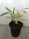 Alpinia zerumbet