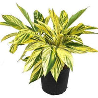 Alpinia Zerumbet