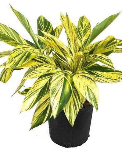 Alpinia zerumbet