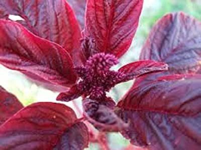 Amaranthus – Cheera, Red Spinach