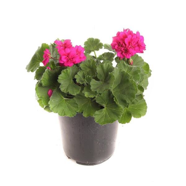 Geranium Pink – V15
