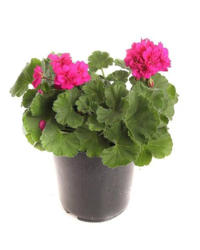 Geranium Pink – V15