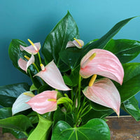 Anthurium Peach – 30cm-40cm