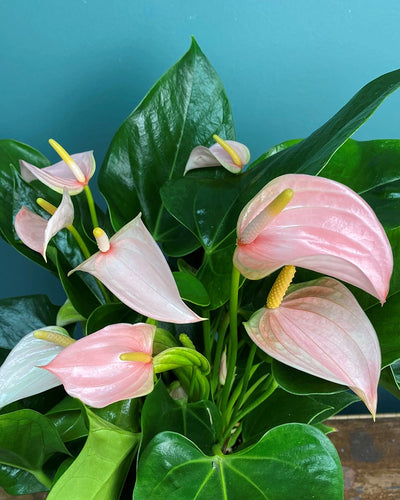 Anthurium Peach – 30cm-40cm