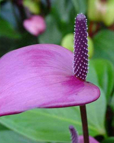 Anthurium Purple