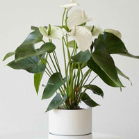 Anthurium White