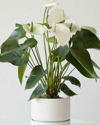 Anthurium White – 20 – 30cm