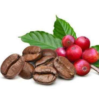 Buy Coffee Plant Dubai & UAE | Arabica Coffea – Souq Garden