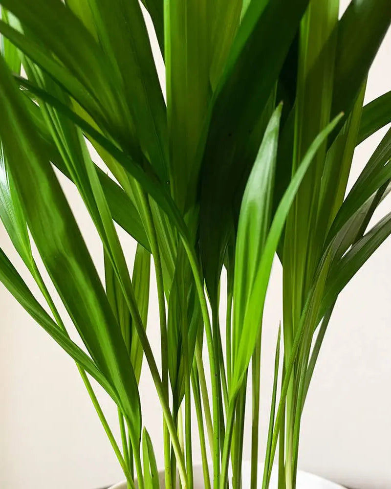 areca palm dubai Buy Areca Palm Thailand Dubai & UAE